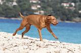 VIZSLA poil court 006